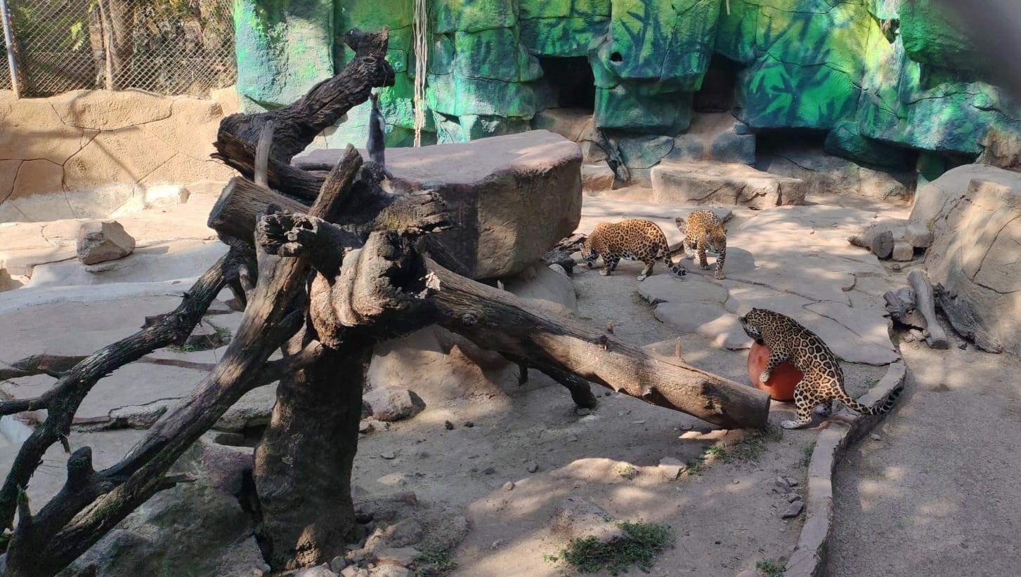 Morena exige auditoría al Zoológico de León ante quejas, bajas de animales y falta de certificaciones