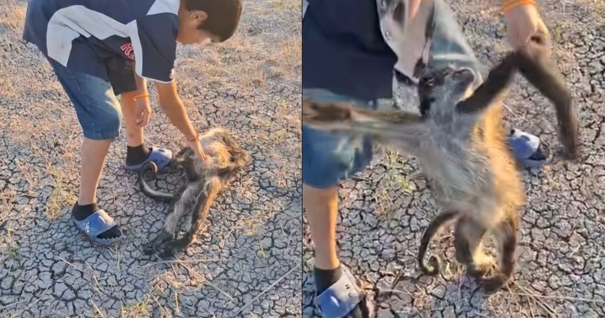 (VIDEO) Hallan muerto a mono araña cerca del Zoológico de León