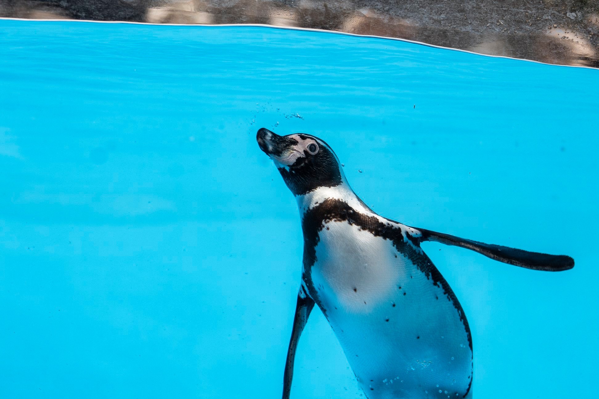 Ayuntamiento autoriza inversión emergente para el Zoológico de León