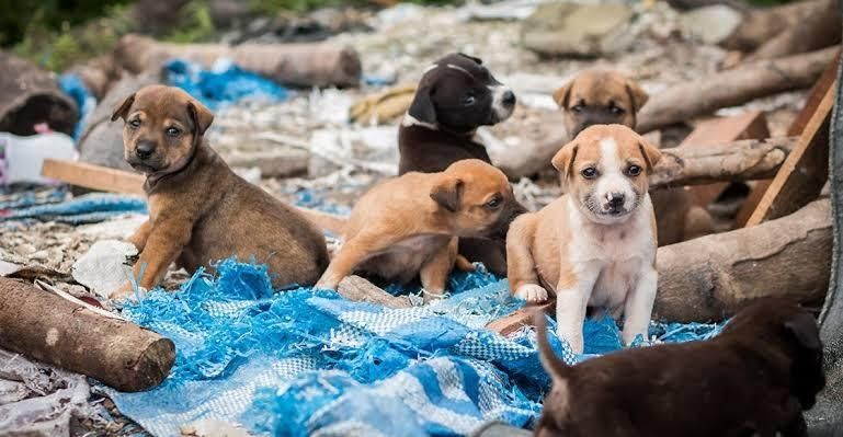 Abandono de mascotas preocupa a Salud Municipal; piden no comprar y optar por la adopción en León