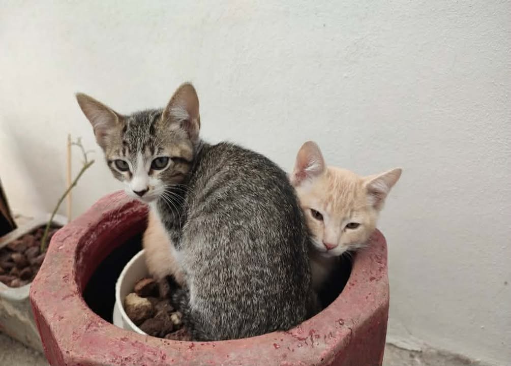 Aumentan los casos de maltrato severo contra gatitos en Guanajuato durante 2025