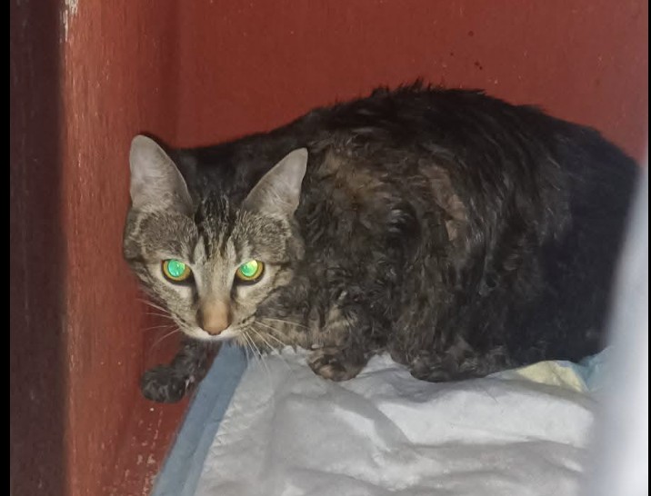 Denuncian presunto caso de maltrato tras abandono de una gatita en León