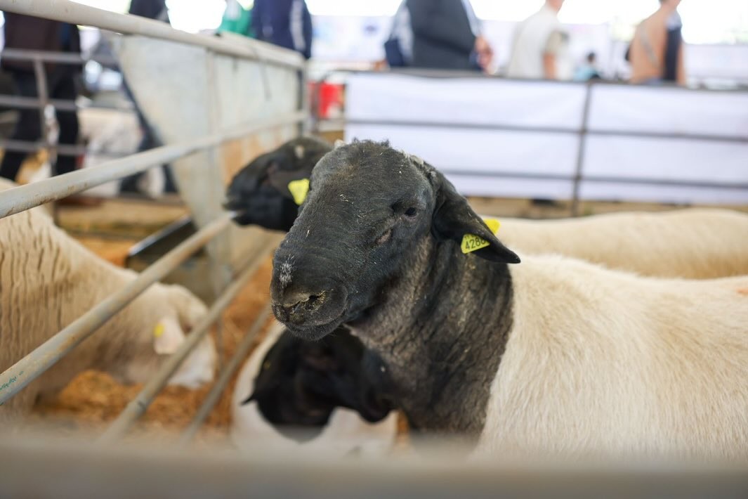 Expo Ganadera 2026 implementa nuevas medidas para el cuidado y bienestar de los animales Expo Ganadera 2026 implementa nuevas medidas para el cuidado y bienestar de los animales