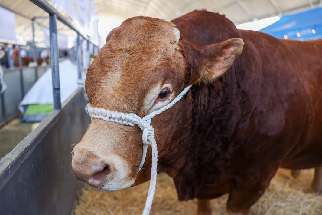 Expo Ganadera 2026 implementa nuevas medidas para el cuidado y bienestar de los animales