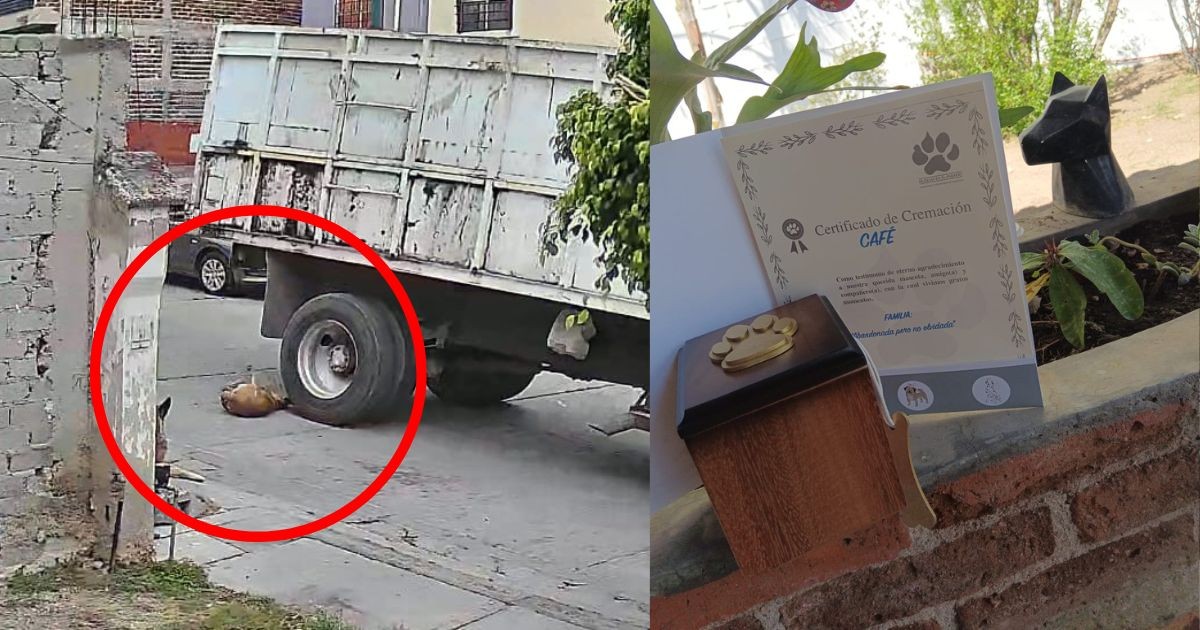 “Café”, la perrita atropellada mientras tomaba el sol en León ya tiene un hogar eterno