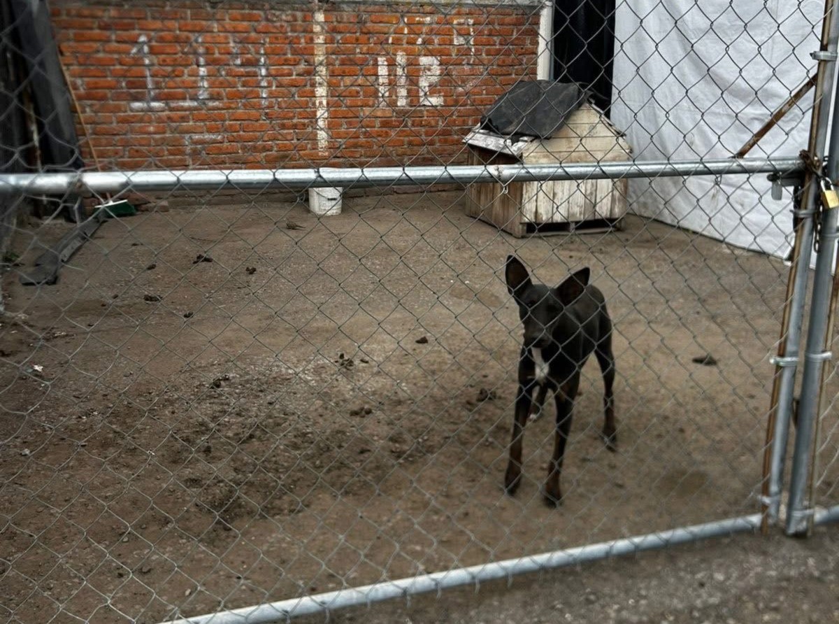 Maltrato animal en León; perrita lleva más de seis meses abandonada en condiciones insalubres