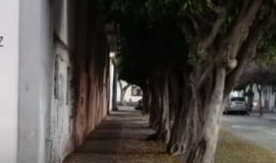 Vecinos piden poda de árboles y reparación de fuga frente a primaria en Loma Bonita