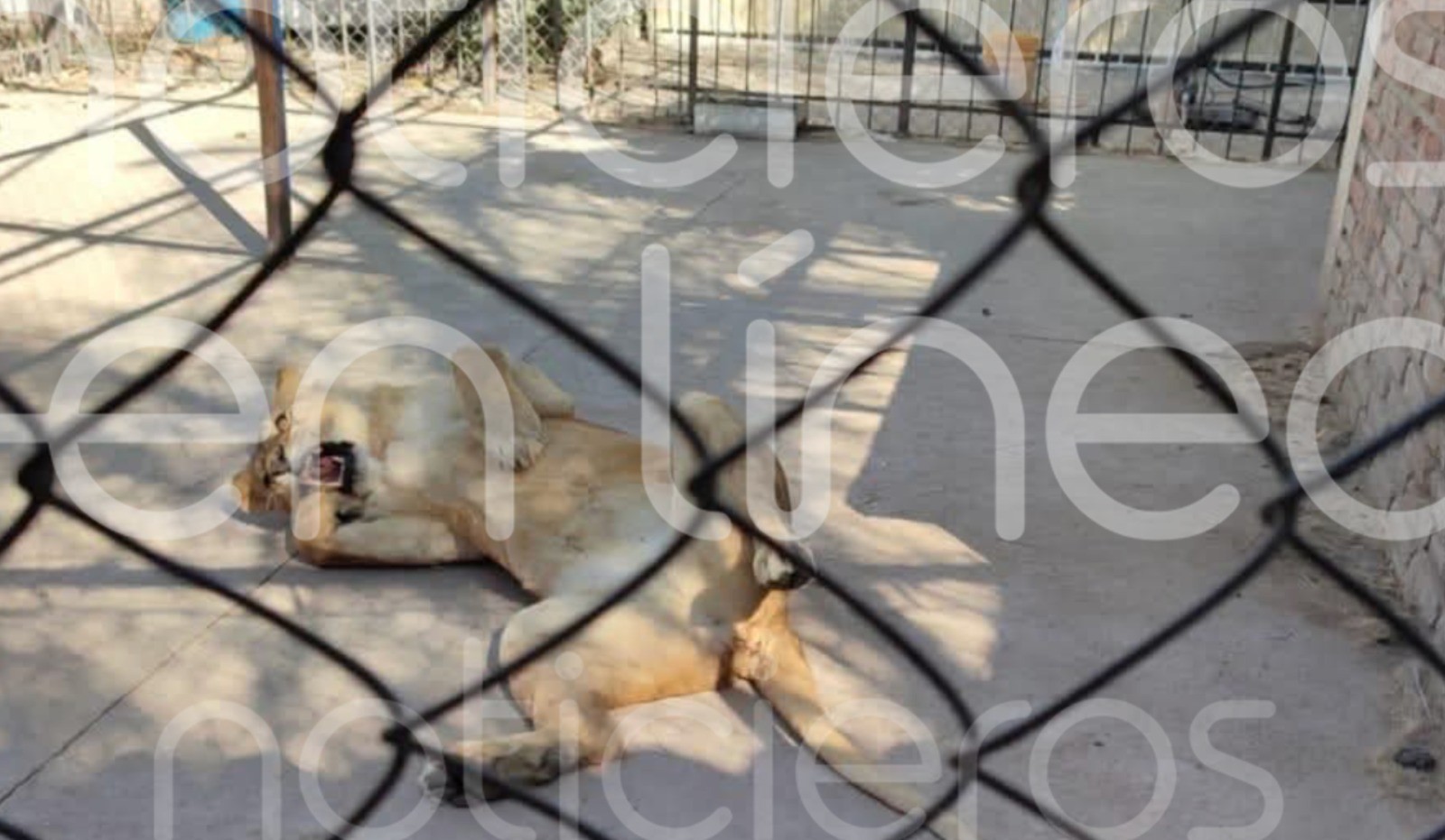 Resguardan leones y guacamayas en Celaya por falta de permisos