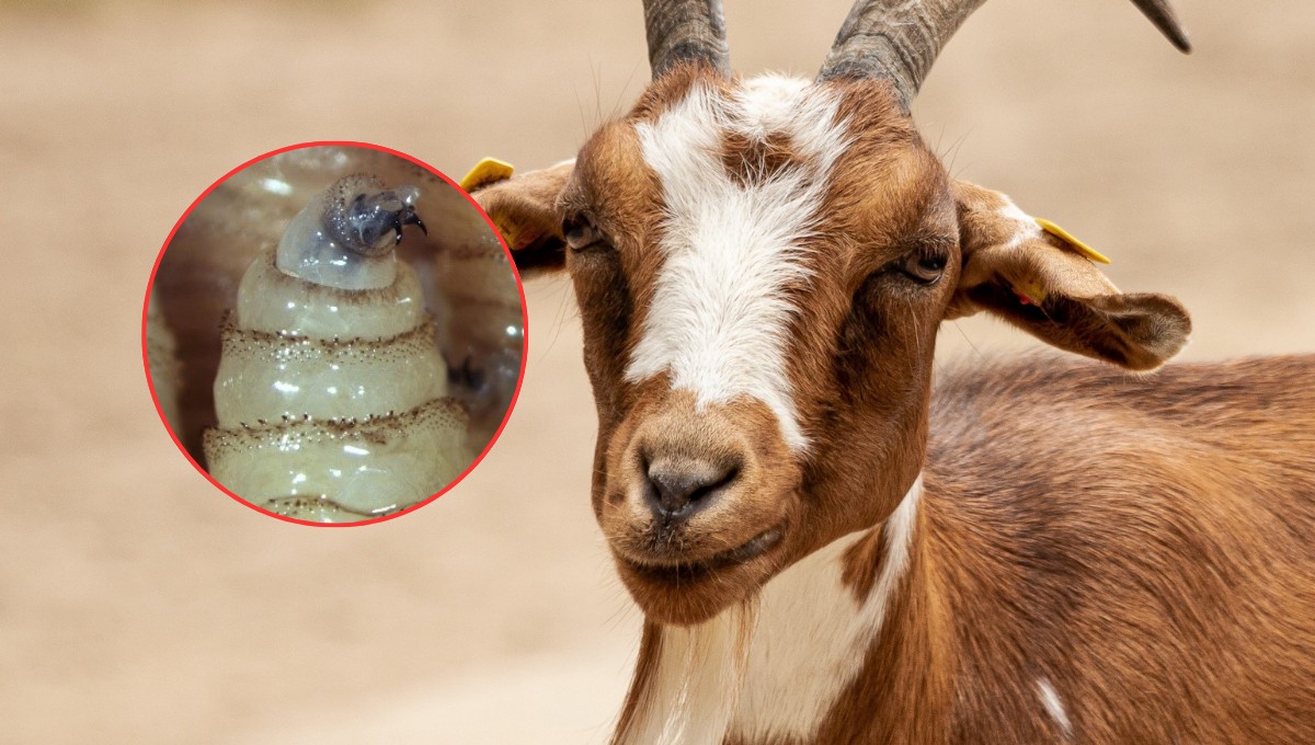 Confirman primer caso de gusano barrenador en cabra en Apaseo el Grande