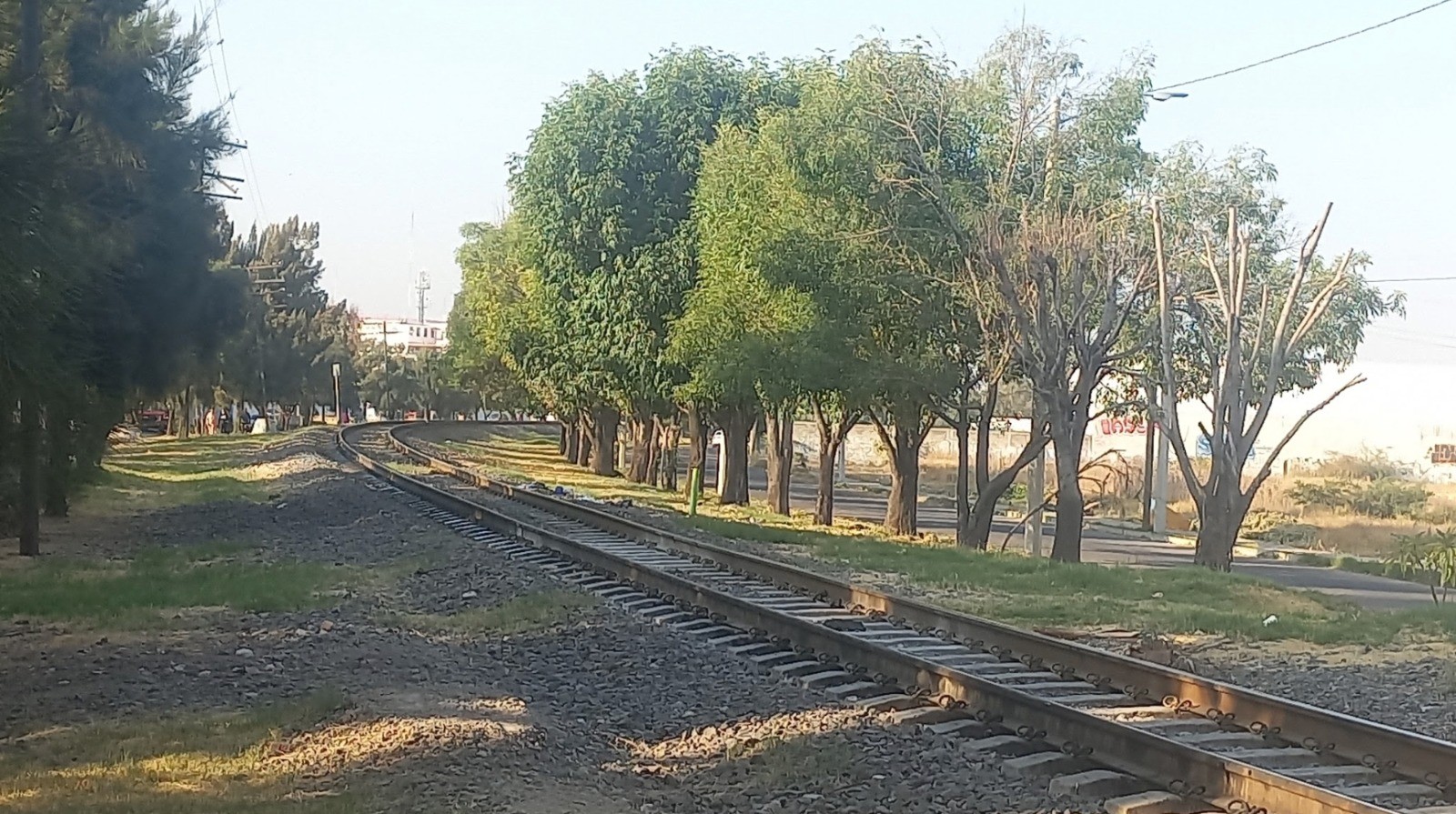 Tren de pasajeros que pasará por Celaya, implicará tala de más de 200 árboles