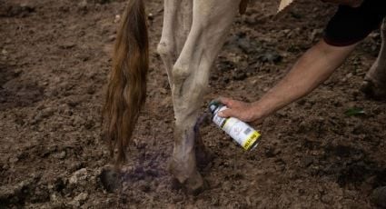 Autoridades realizaron revisiones sanitarias en la mayoría de las comunidades