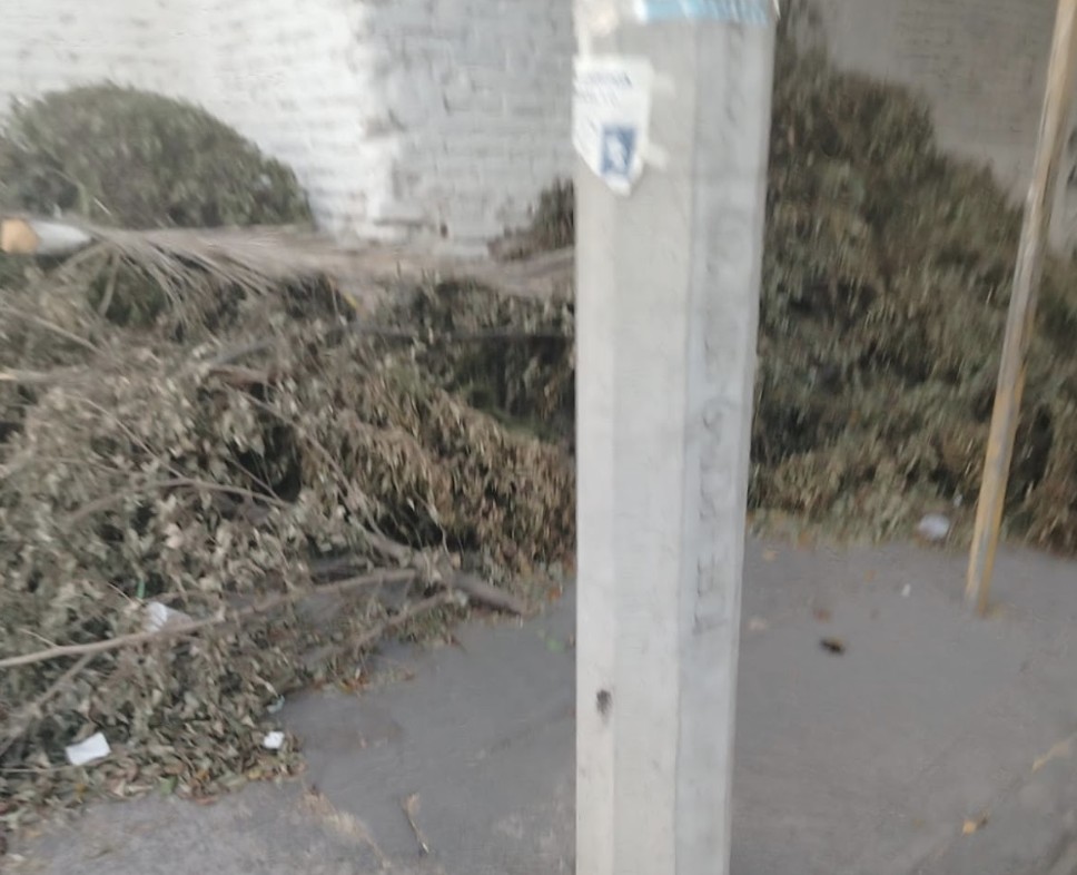 Ramas abandonadas obstruyen banqueta en fraccionamiento Guadalupe