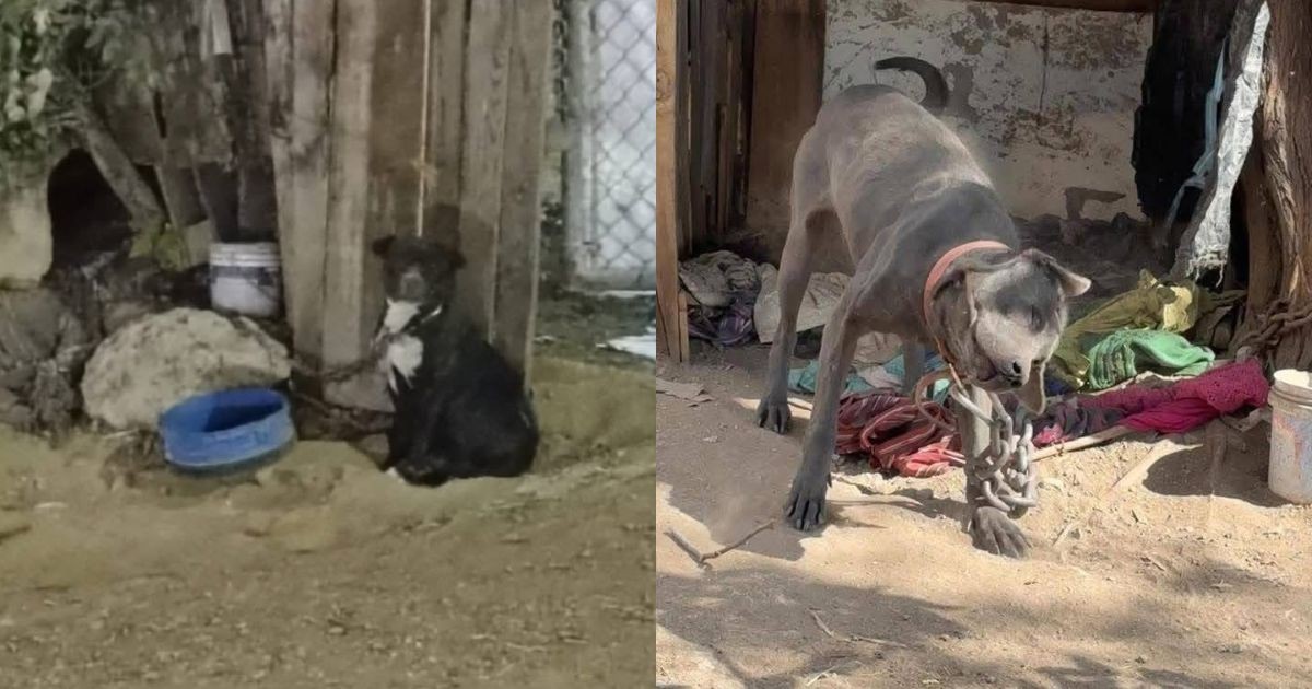 Vecinos piden ayuda urgente para rescatar a dos perritos encadenados en León