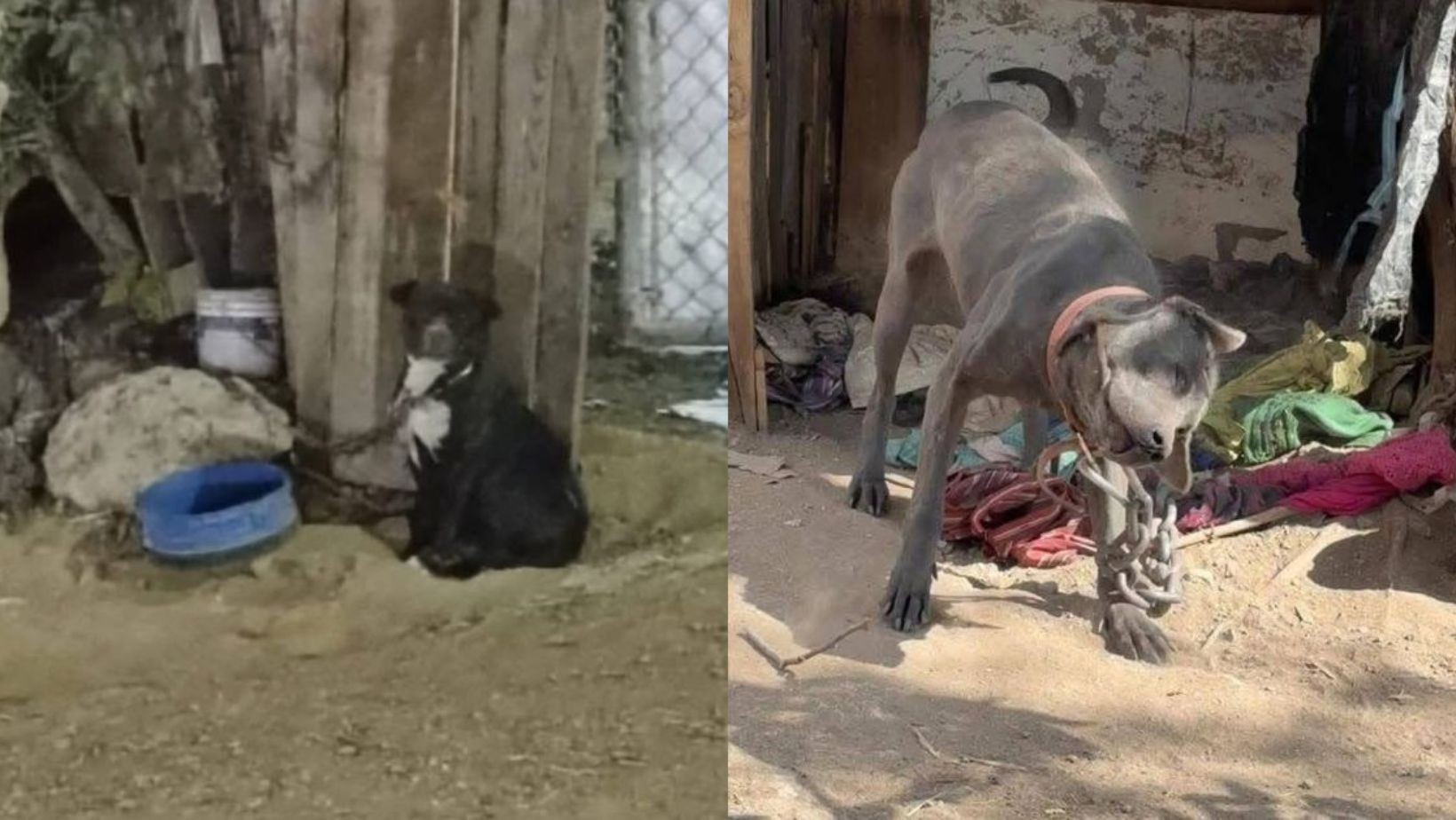 Rescatan a dos perros víctimas de maltrato y abandono en León: ya buscan hogar