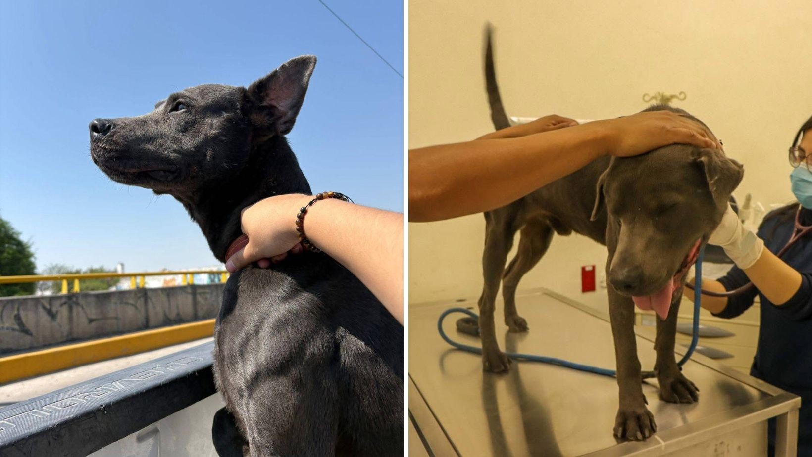 Rescatan a dos perros víctimas de maltrato y abandono en León: ya buscan hogar