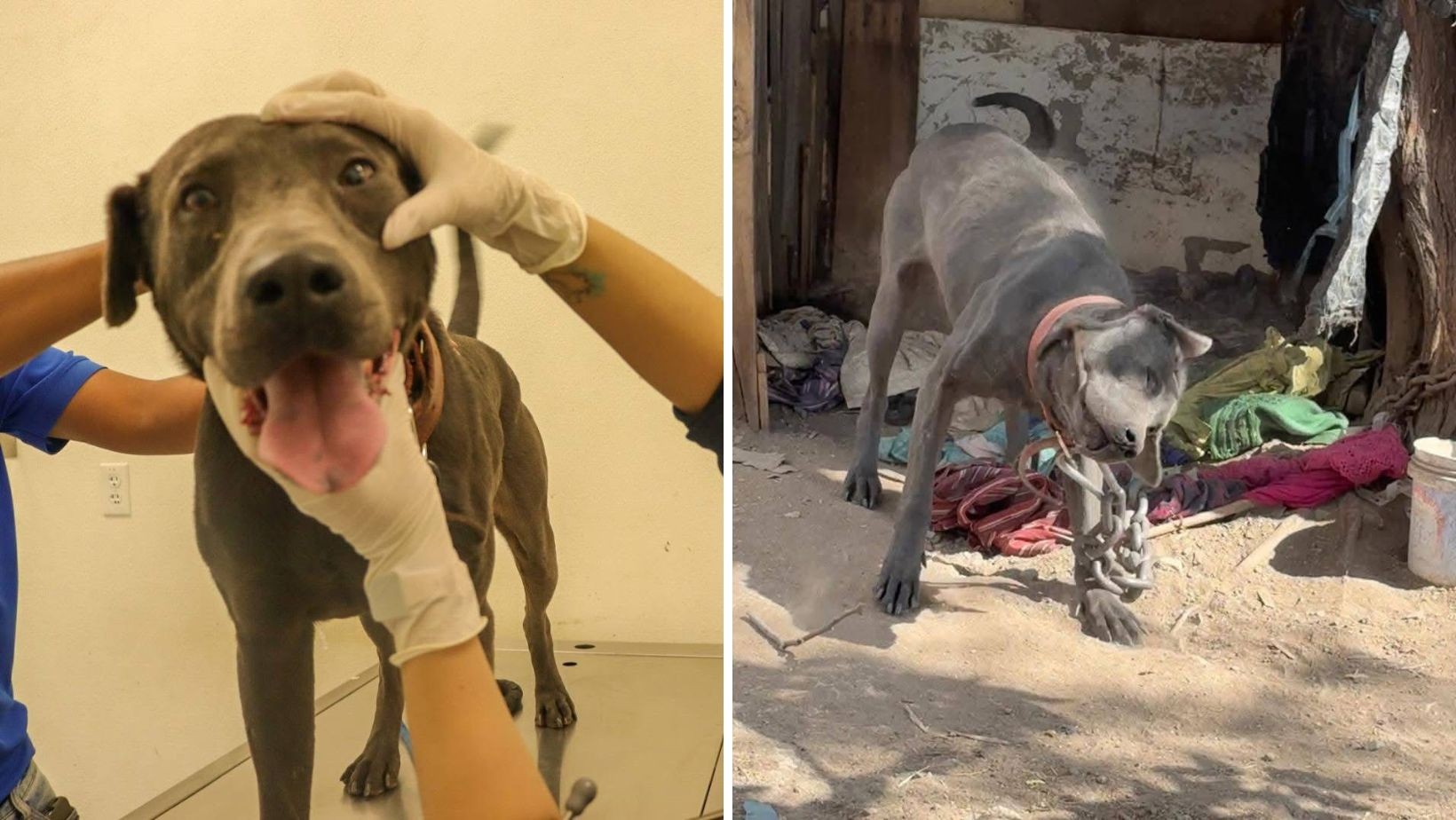 Rescatan a dos perros víctimas de maltrato y abandono en León: ya buscan hogar