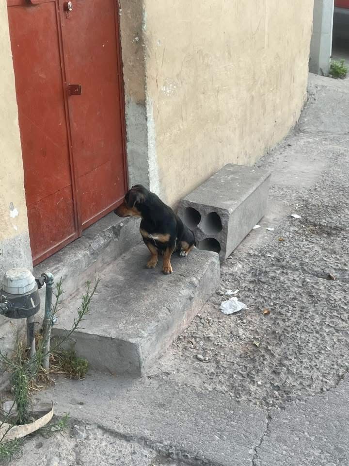 Rescate animal en León: Denuncian maltrato de perrito en el Barrio de San Miguel