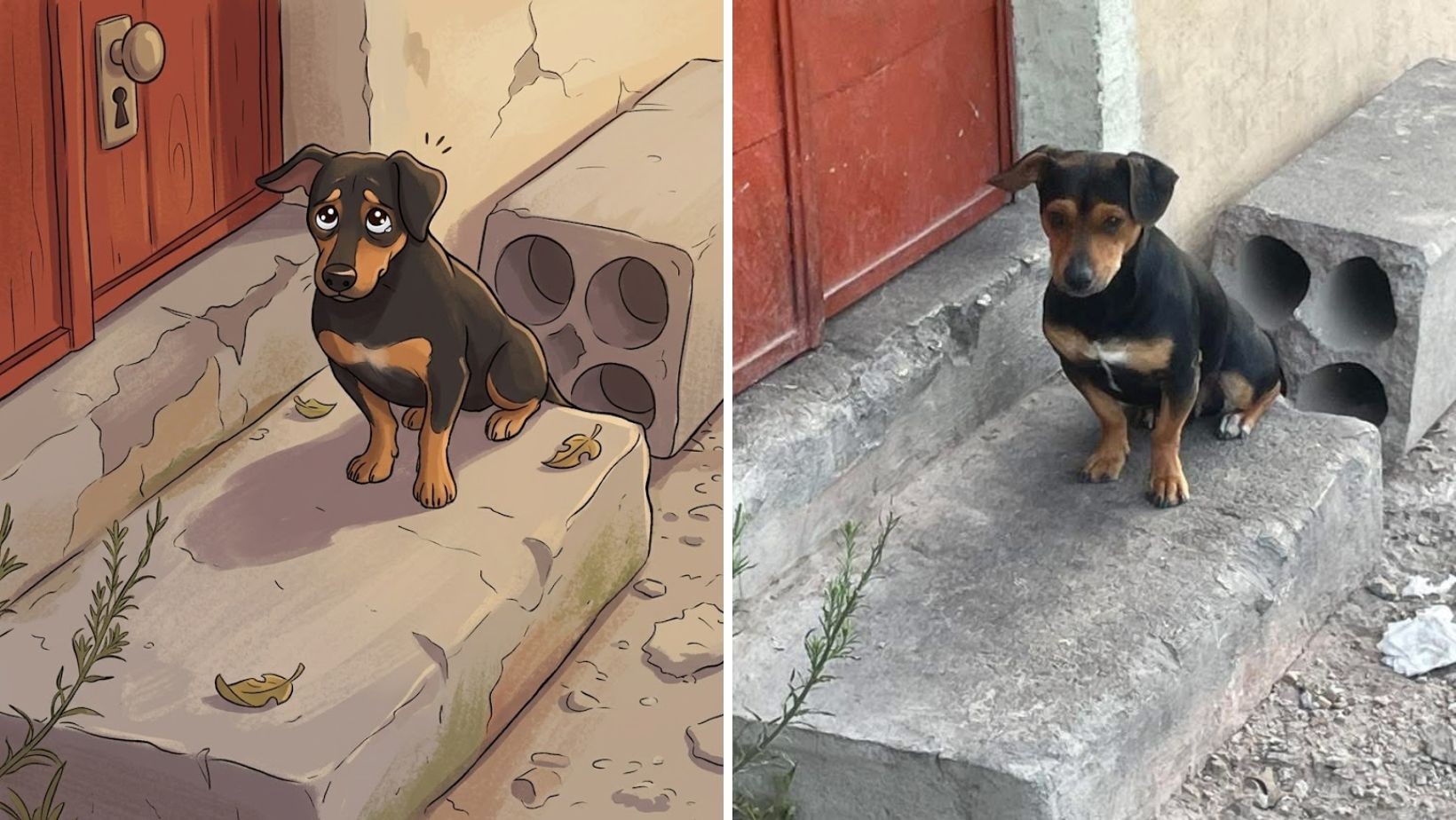 “No es justo que viva así“: El triste abandono de un perrito que espera afuera de su casa en San Miguel