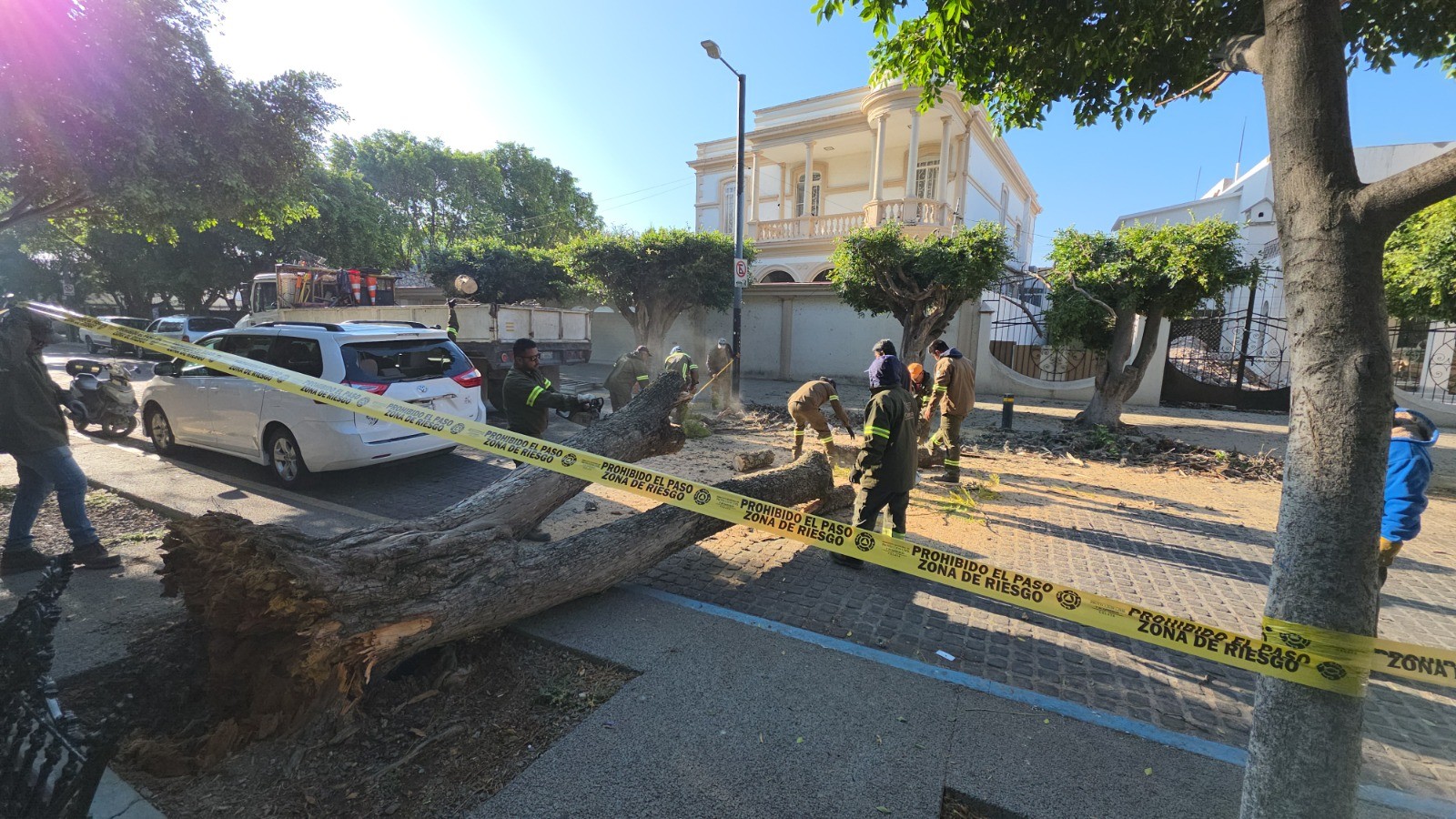 Árbol colapsa en la colonia La Alameda y daña vehículo estacionado