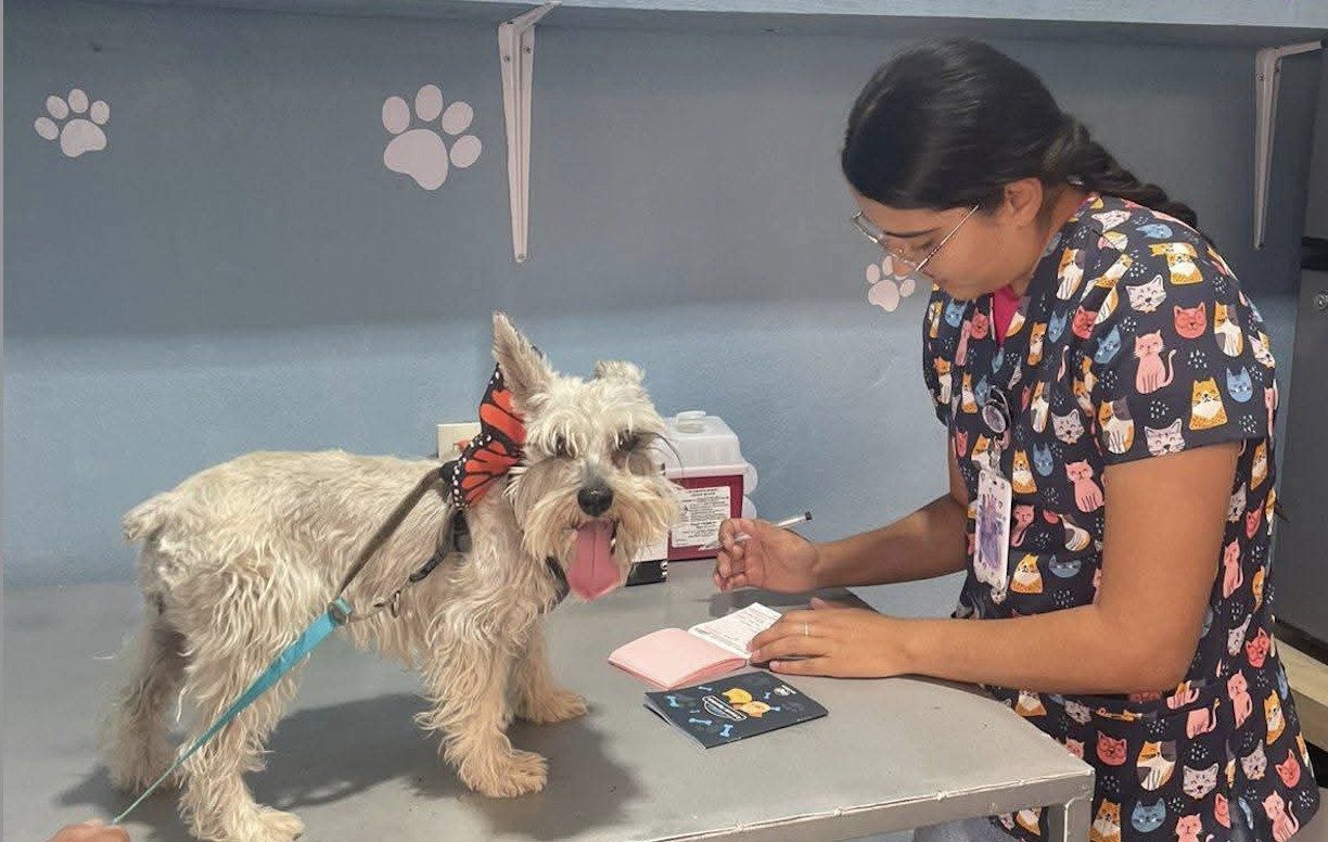 Alta demanda rebasa capacidad del Centro de Control Animal en Apaseo el Alto