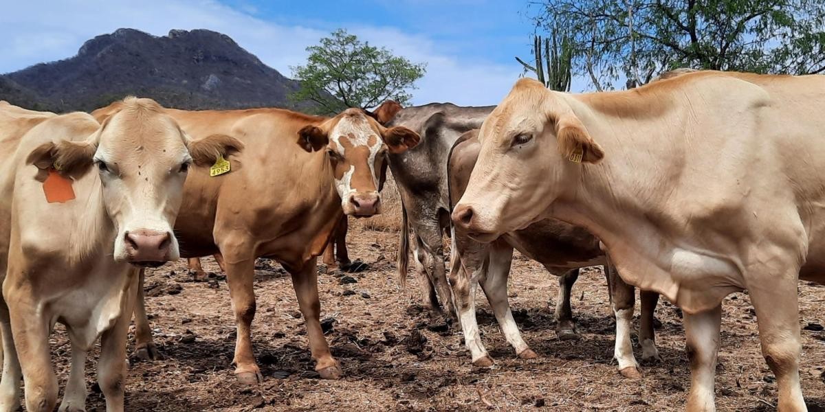 Piden a productores revisar heridas ante presencia de gusano barrenador