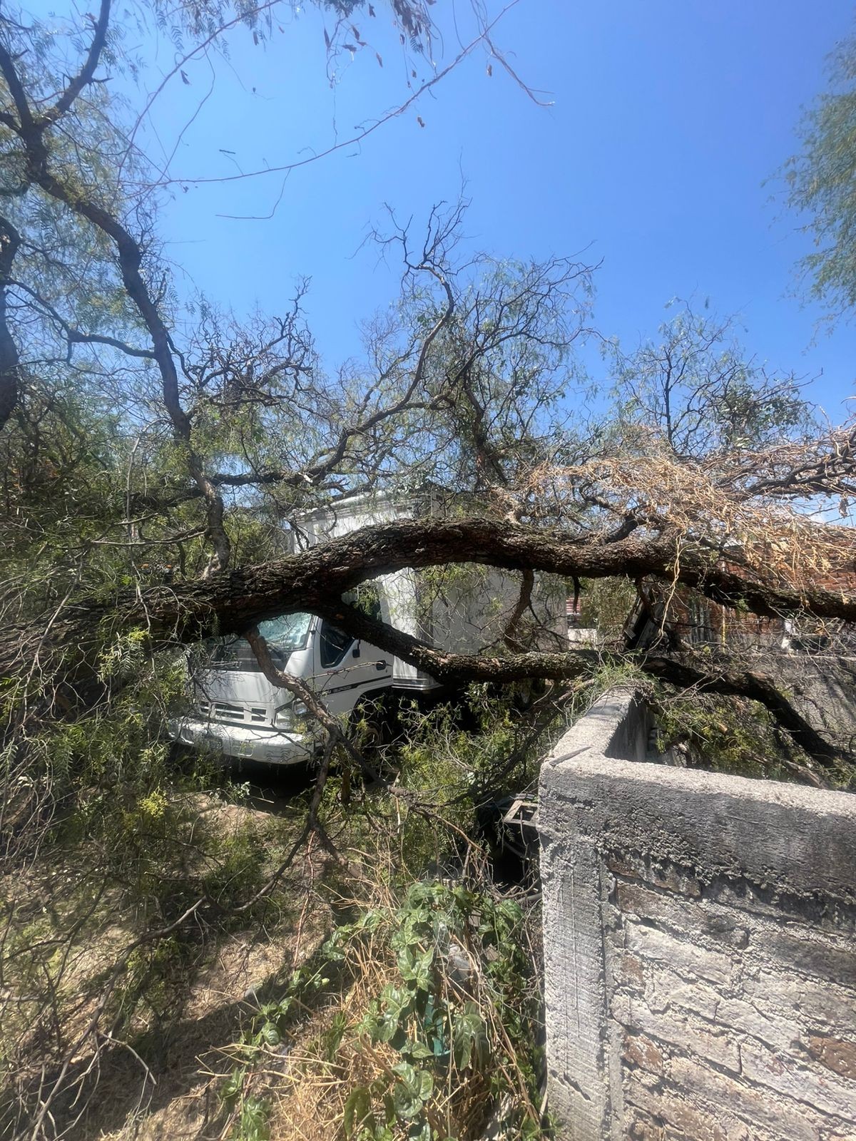Brincolines en cables de tensión, tinacos y árboles caídos: saldo de los fuertes vientos en León por el Frente Frío 42