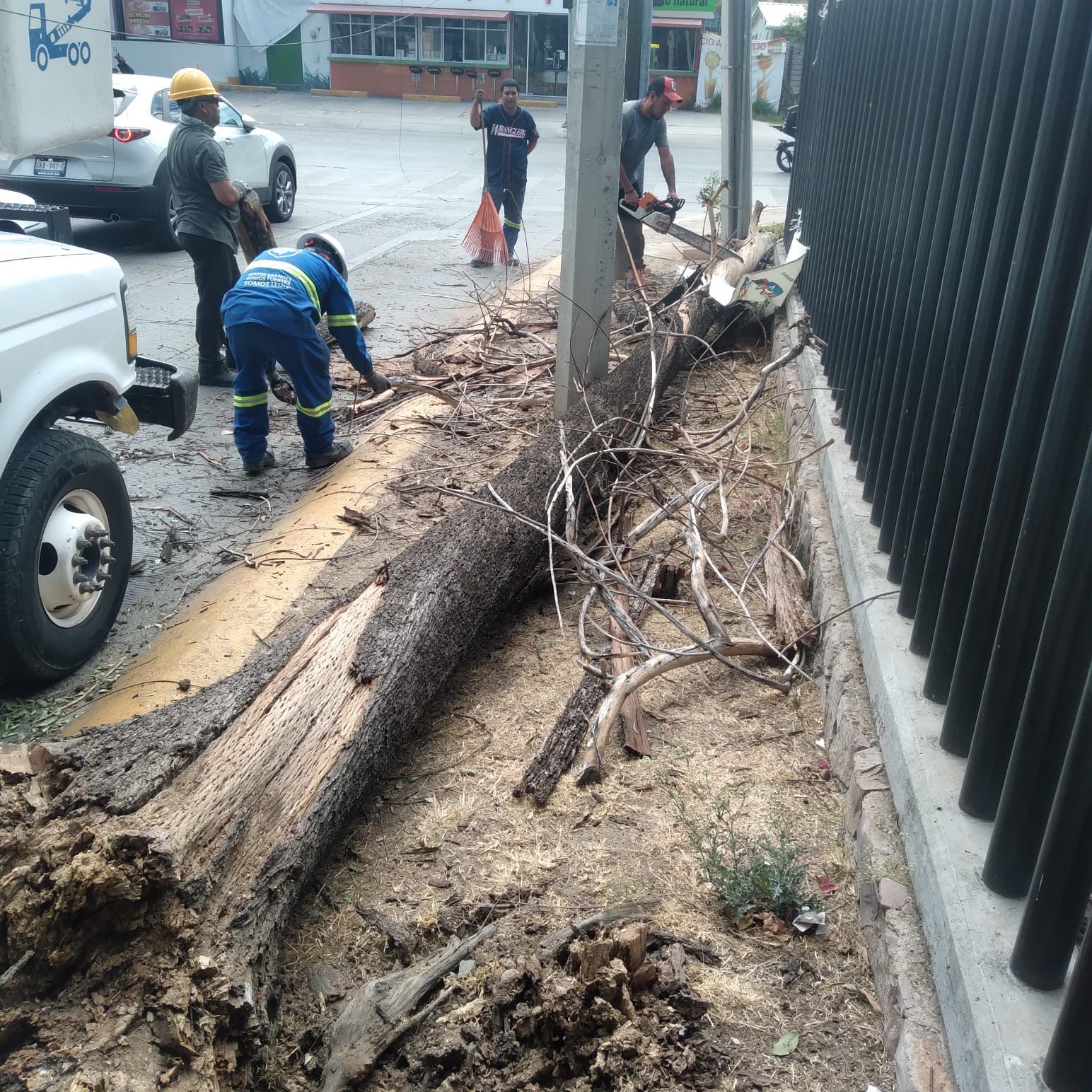 Brincolines en cables de tensión, tinacos y árboles caídos: saldo de los fuertes vientos en León por el Frente Frío 42