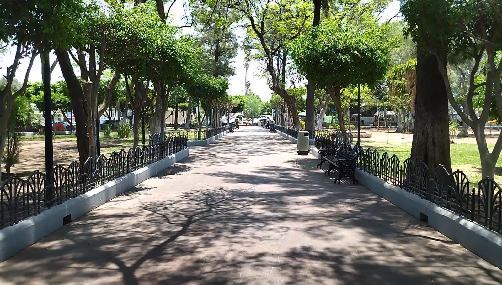 Retiran más de 800 árboles enfermos en Celaya para evitar riesgos