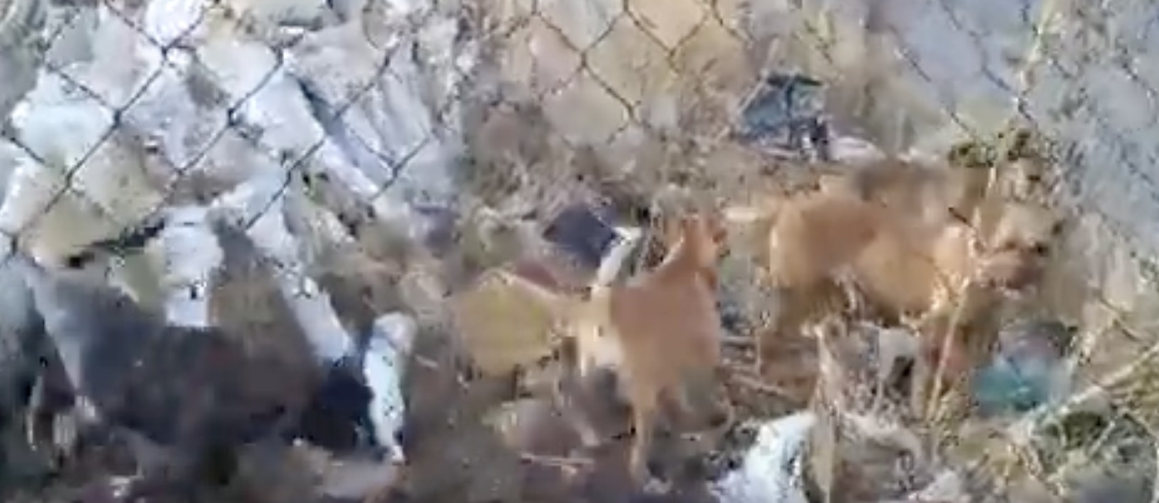 Jauría de perros ataca a mujer en la colonia Villas del Romeral en Celaya