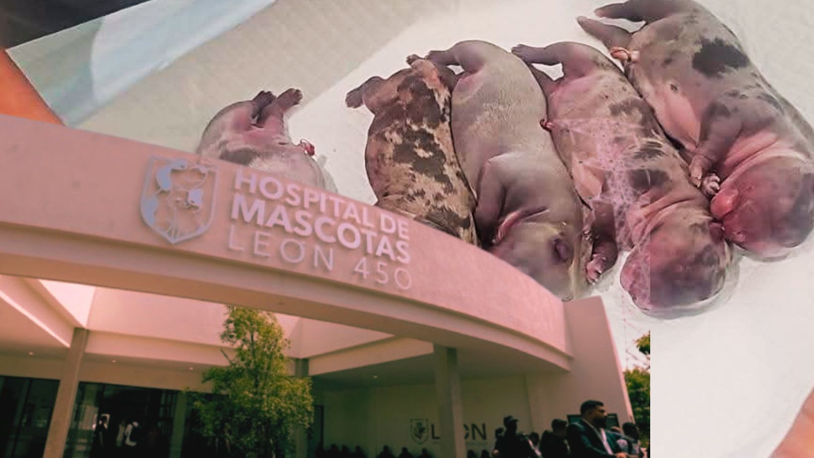 Hospital de Mascotas León 450 responde a caso viral