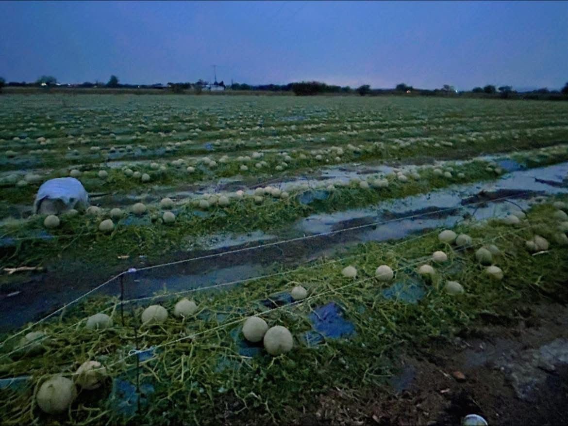 Lluvias dejan pérdidas en más de 10 mil hectáreas en Guanajuato