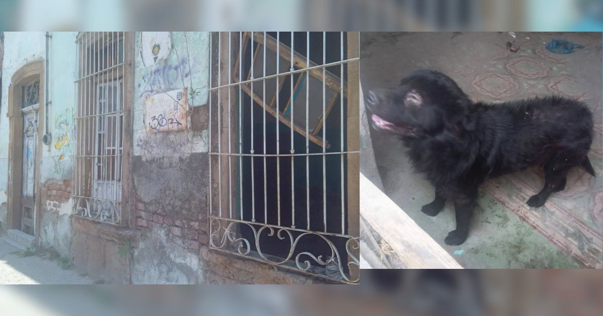 Perrito “Choco” agoniza en una casa abandonada en León: piden rescate urgente