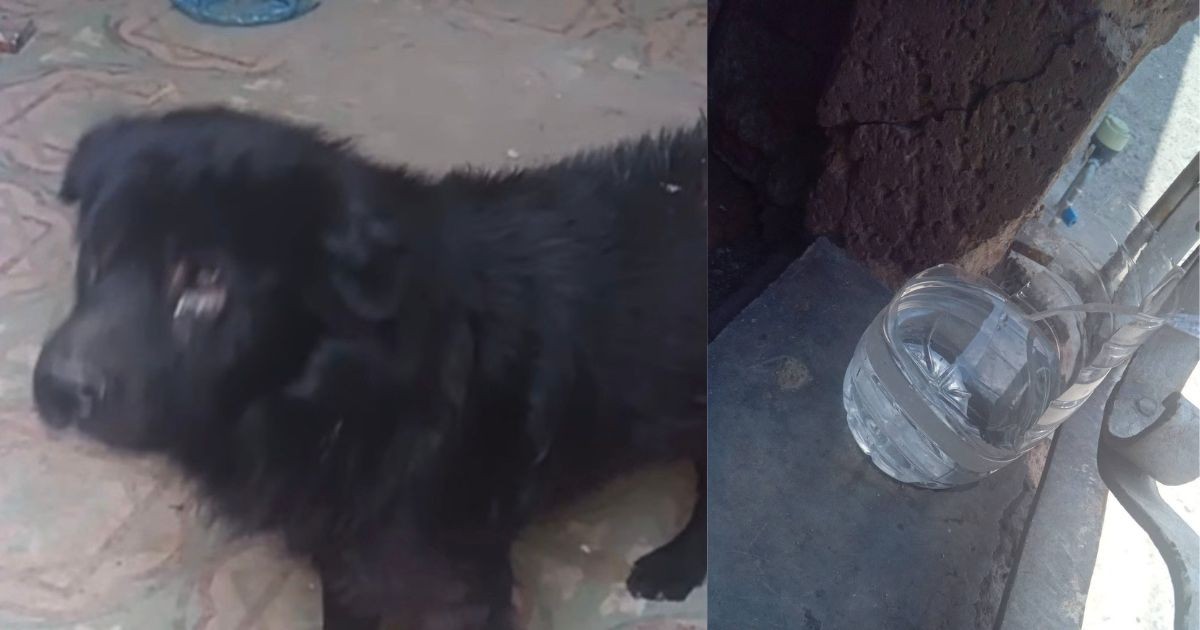 Perrito “Choco” agoniza en una casa abandonada en León: piden rescate urgente