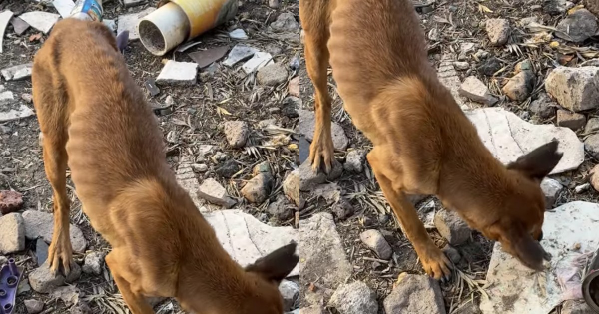 En los puros huesos, perrita sobrevive entre escombros y sin salida en lote baldío de León