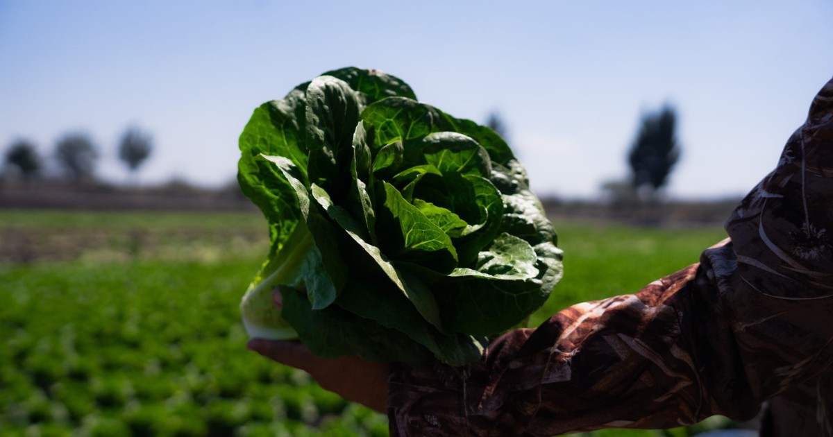 Sube el costo de fertilizantes hasta un 50% y encarece la fruta y verdura; productores de León resienten