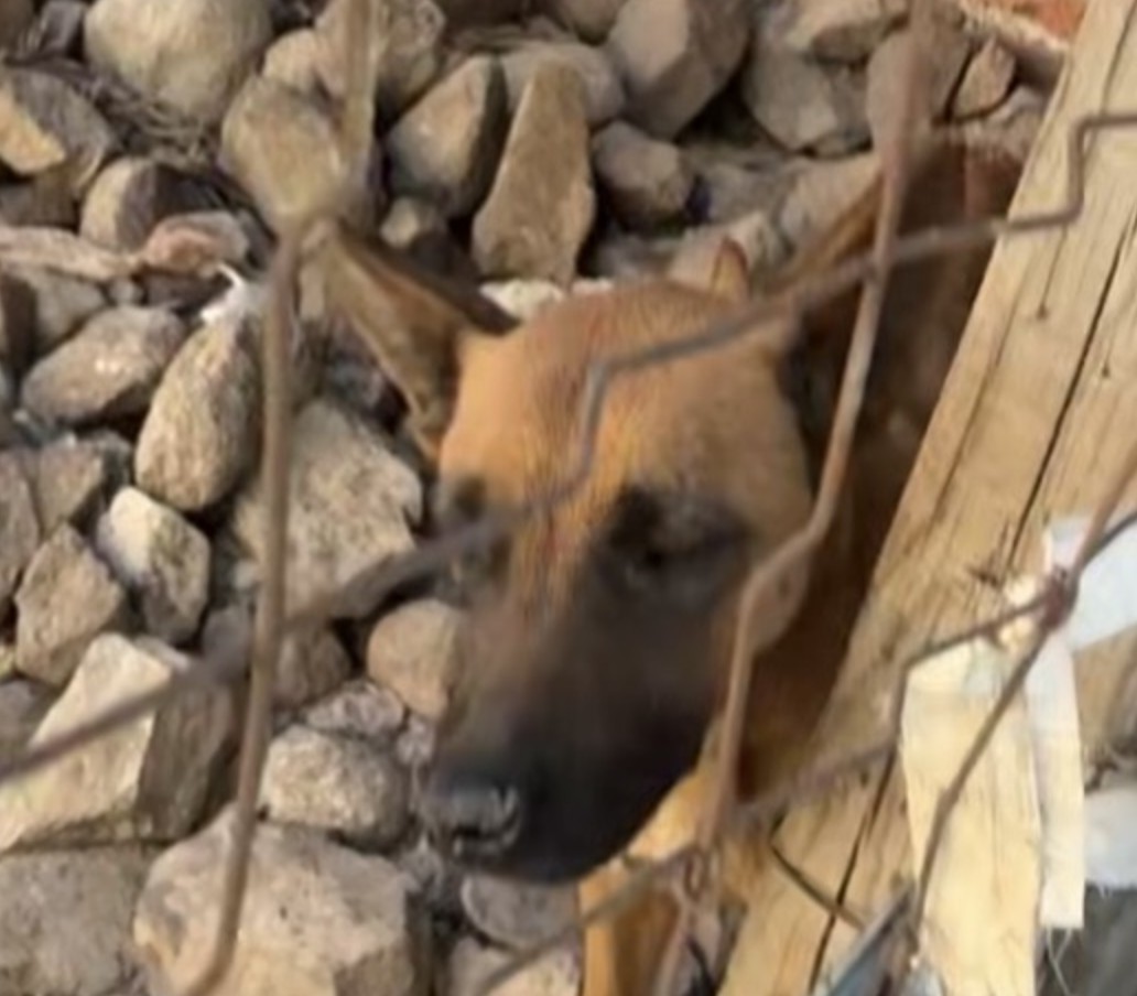 Rescatan a perrito en estado crítico en la colonia Piletas de León