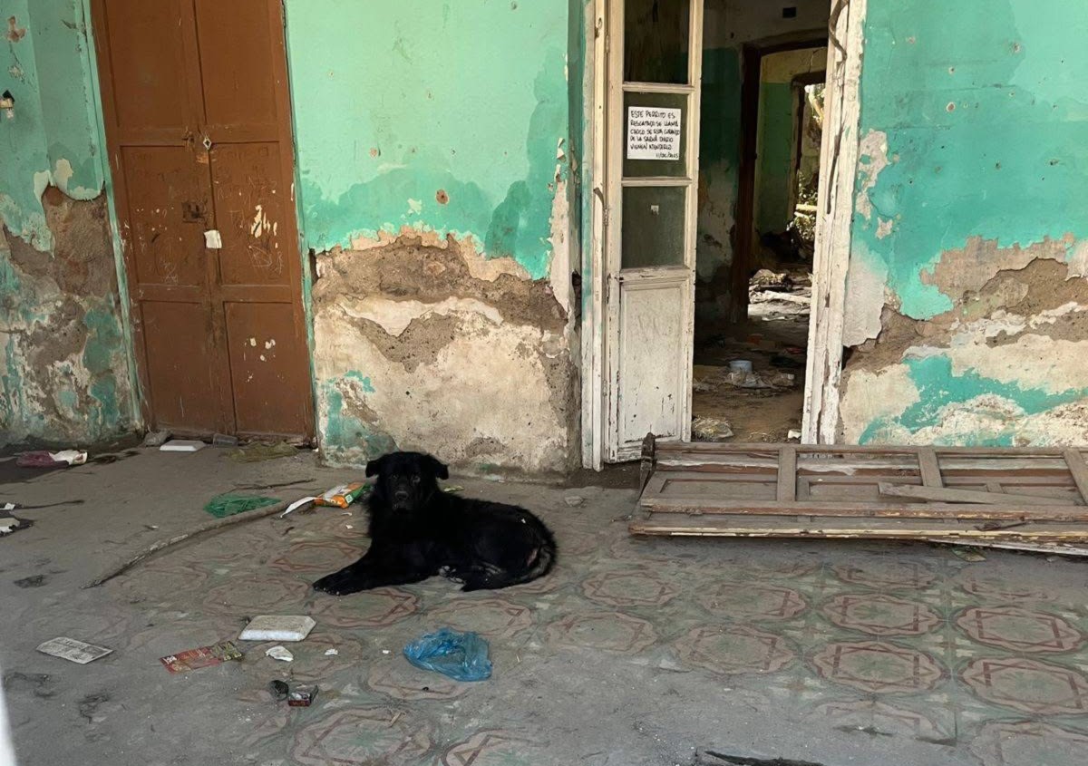 “Choco” ya está a salvo: rescatan a perrito abandonado en León