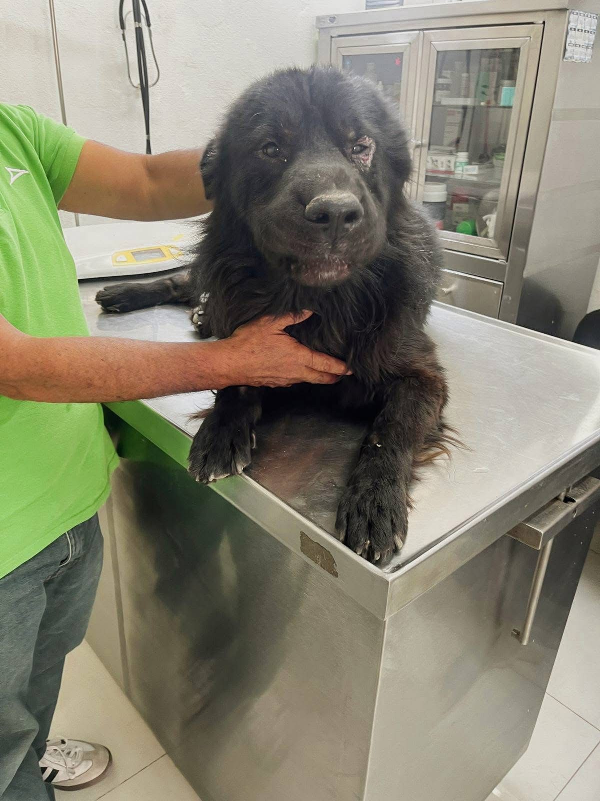 “Choco” ya está a salvo: rescatan a perrito abandonado en Barrio Arriba, en León