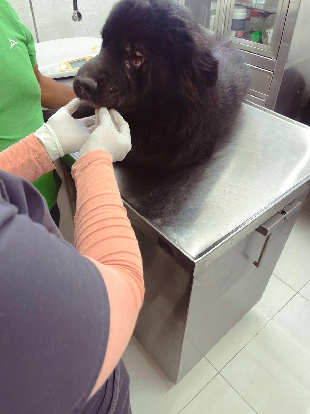 “Choco” ya está a salvo: rescatan a perrito abandonado en Barrio Arriba, en León