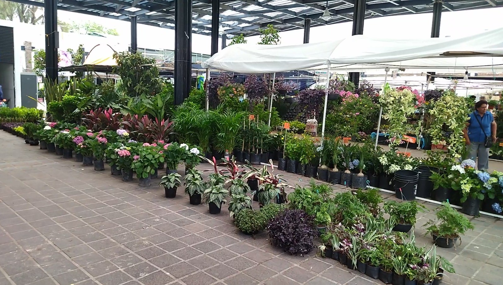 Confirman uso de la explanada del Parque Morelos para la Feria del Árbol y la Flor