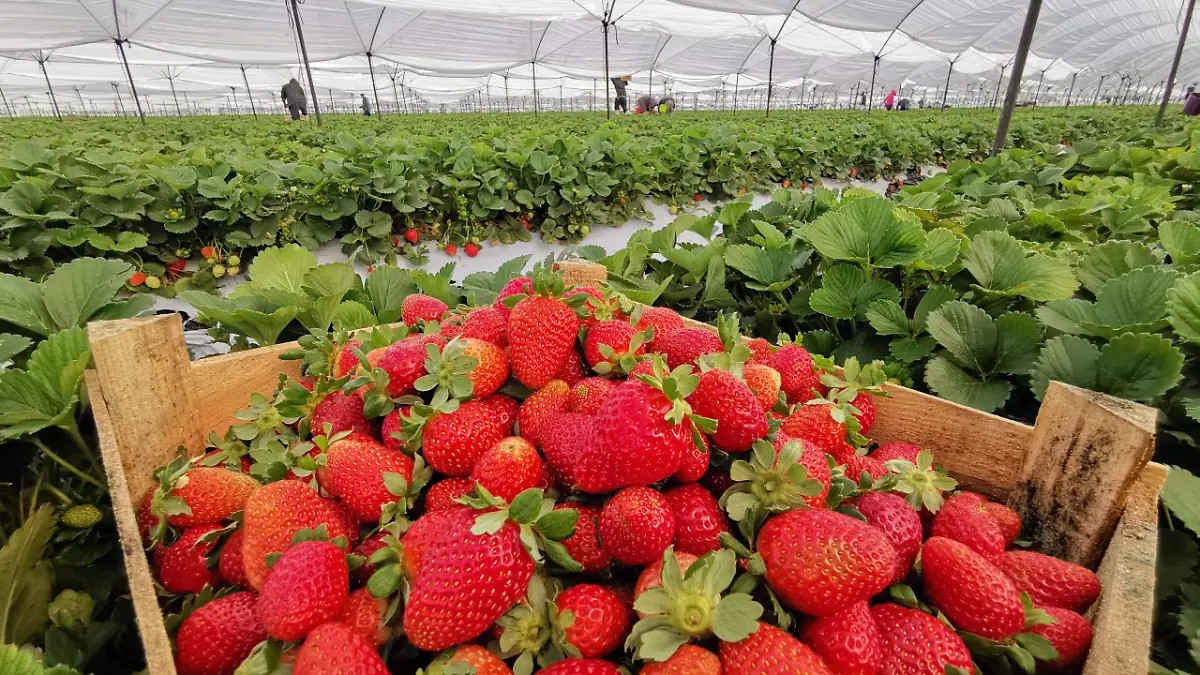 Arancel de hasta 18.32% amenaza 70% de la fresa de Guanajuato exportada a EU