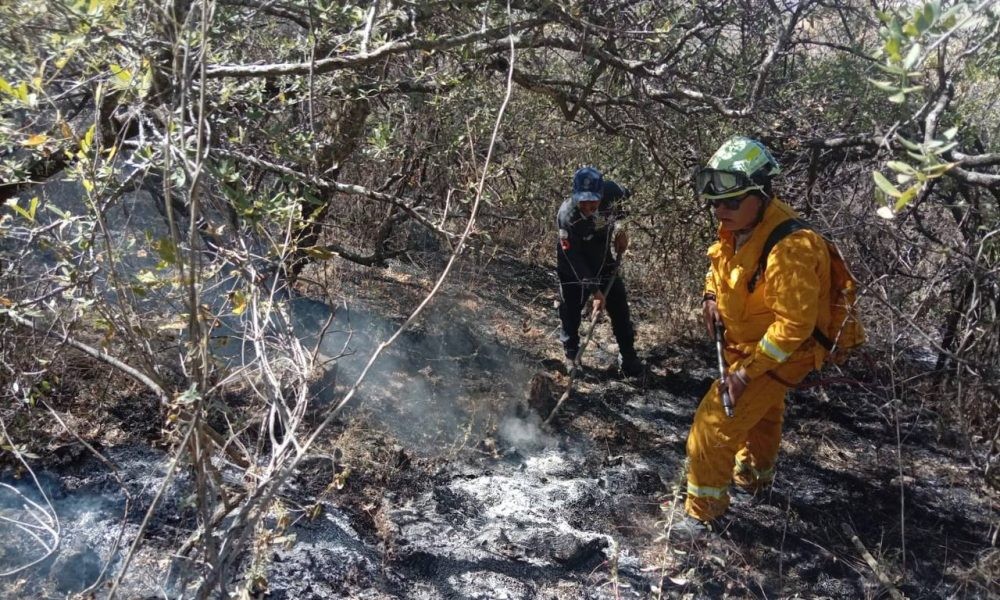 Negligencia humana estaría detrás de 243 incendios registrados este año en Guanajuato