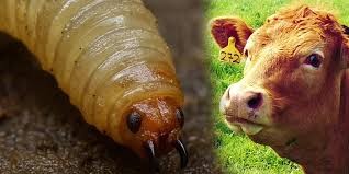 Gusano barrenador se expande: Guanajuato reporta 60 casos activos