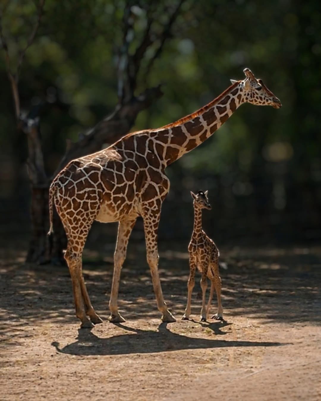 ¡Ya nació! Así es la jirafa bebé que conquista el Zoológico de León