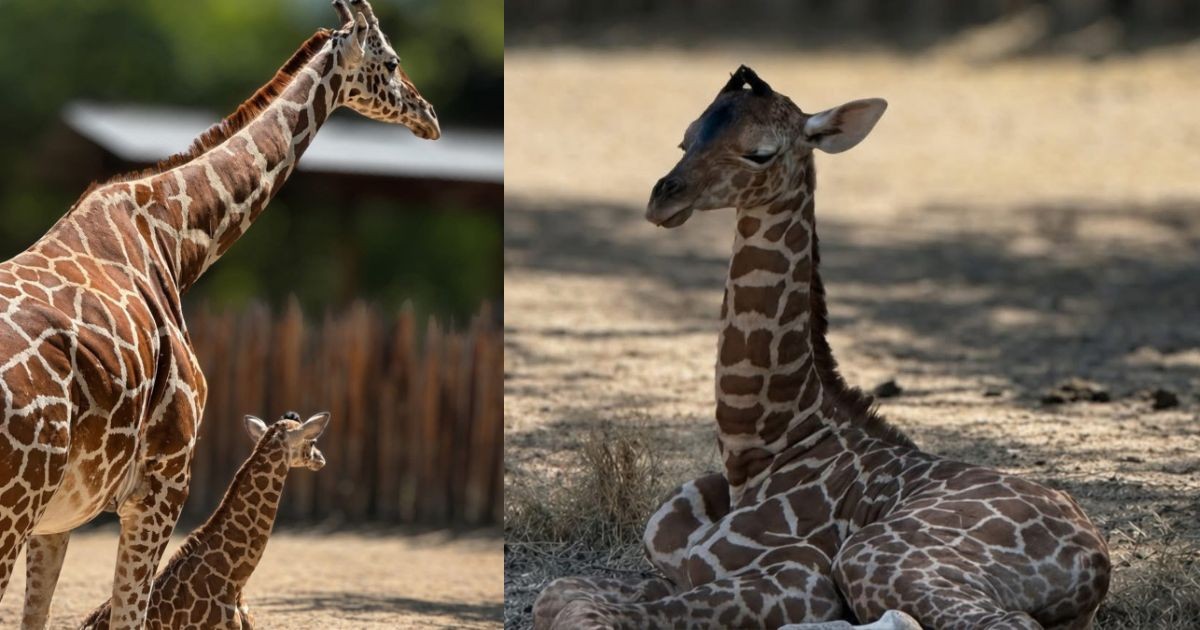 ¡Ya nació! Así es la jirafa bebé que conquista el Zoológico de León