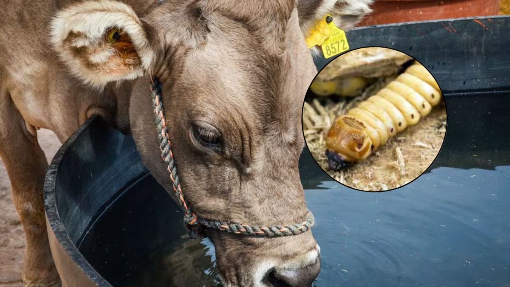 Detectan caso de gusano barrenador en León; vaca logró recuperarse