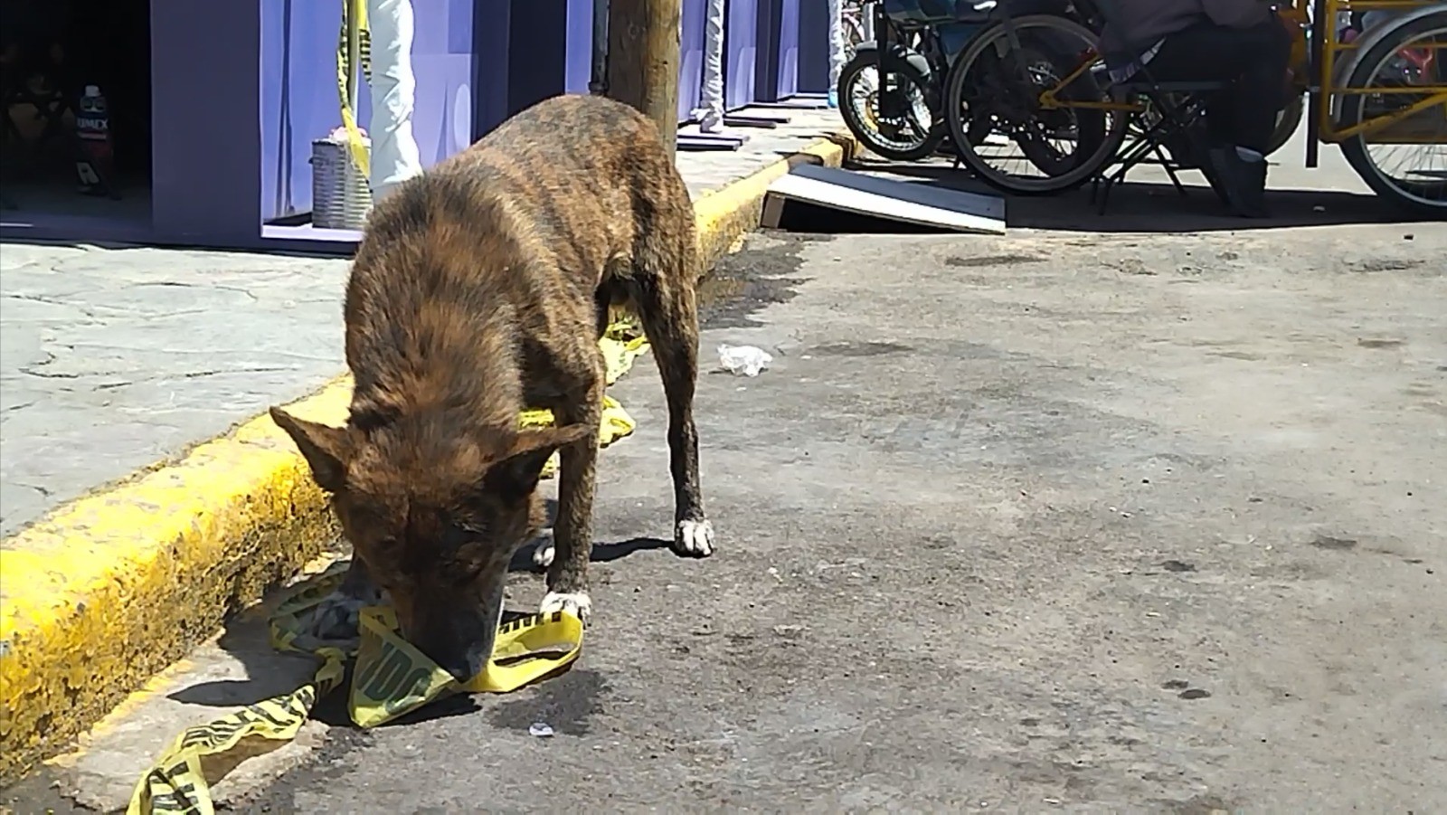 Denuncian presuntas irregularidades en Transparencia por información sobre sacrificios animales
