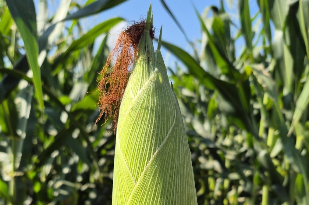 Precio del maíz seguirá cayendo y piden a productores buscar otras opciones de cultivo