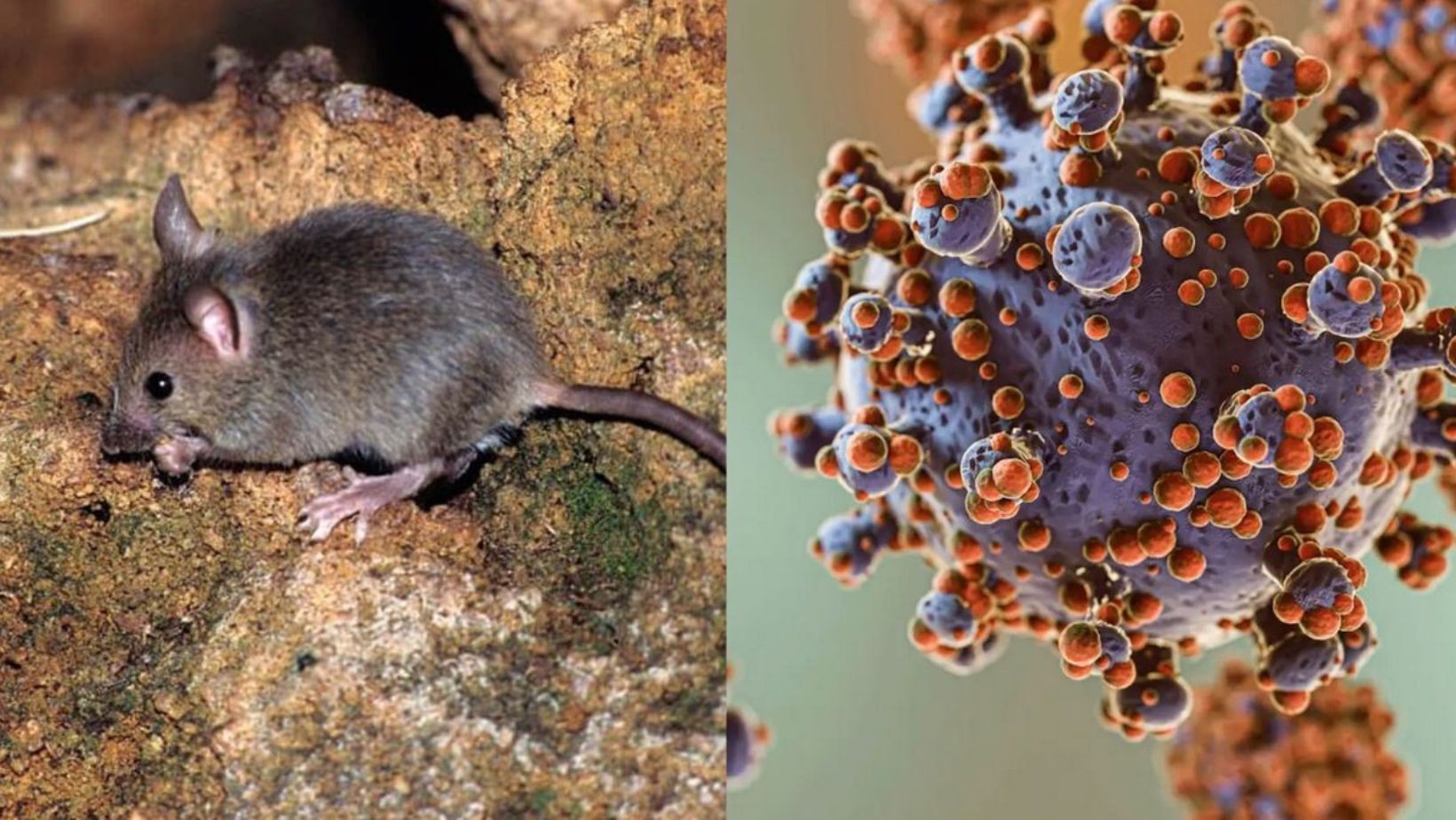 El enemigo silencioso: Los síntomas comunes que ocultan el hantavirus
