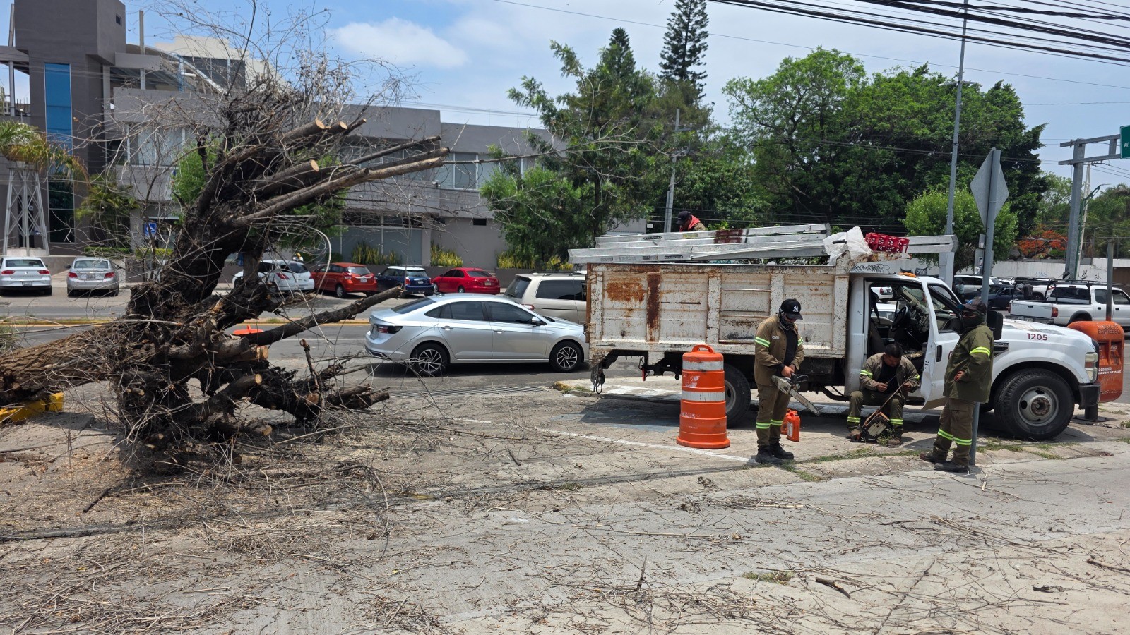 Caos vial y apagones tras caída de árbol de 25 años en el Boulevard Adolfo López Mateos